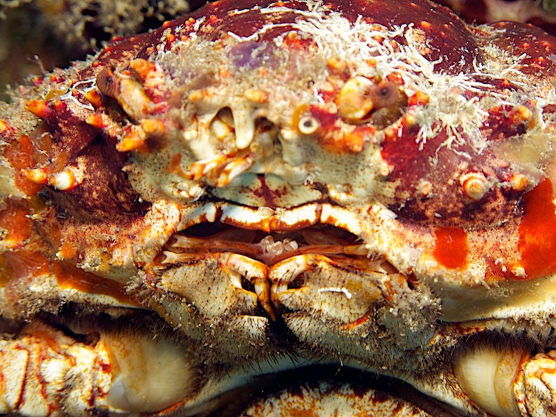IMG_3276 Channel Cling Crab.jpg